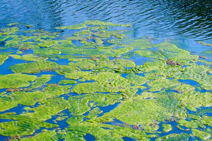 Algal bloom on lake surface