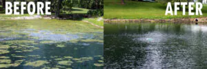 Before and after water clarification in fish ponds