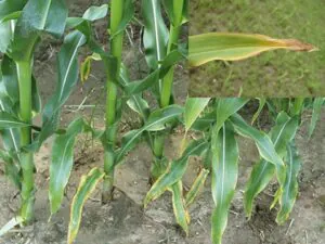 Calcium Deficiency Symptoms in Corn