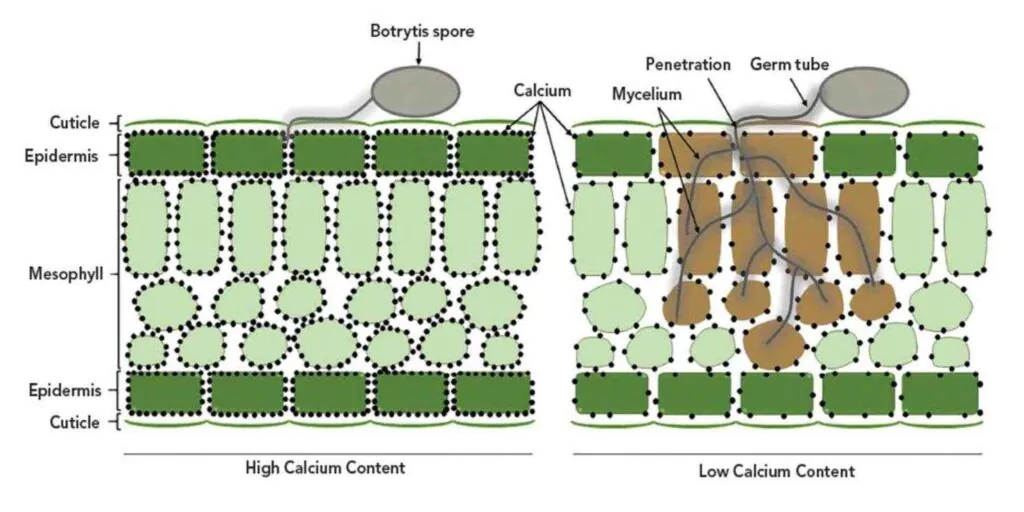 Calcium role on plant cell wall structure