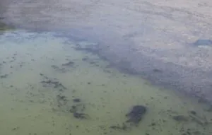 Denitrification-induced sludge flotation