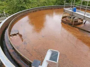 Floating sludge observed in secondary clarifier