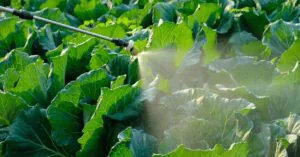 Foliar Spraying on Lettuce