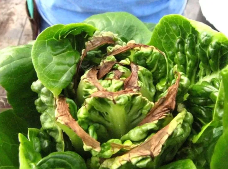 Lettuce Tipburn Symptoms
