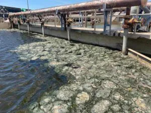 clear water and settled sludge