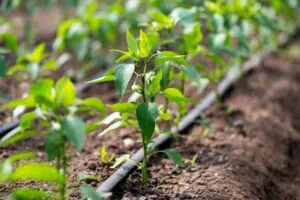 drip irrigation system in a pepper field