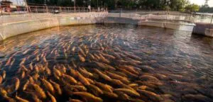 fish and shrimp farming