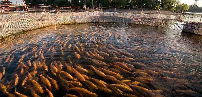 fish and shrimp farming
