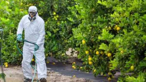 foliar spraying on citrus trees