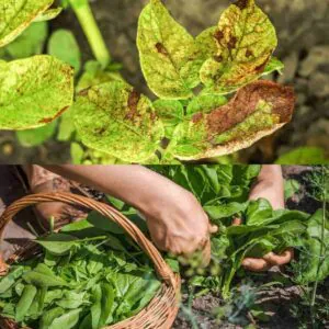 healthy calcium-treated crops vs diseased crops