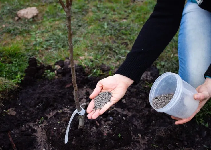 soil fertilizer application in an apple orchard
