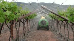 soil or drip calcium application in vineyard