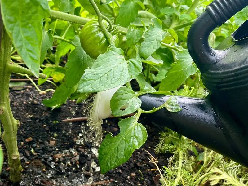 soil preparation or fertilizer application in a tomato field 