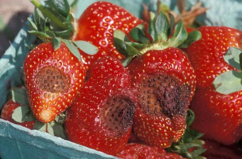 strawberry gray mold symptoms or spraying