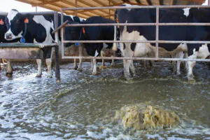Livestock wastewater treatment with PAM