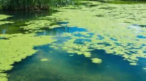 Algae Control for Water Treatment
