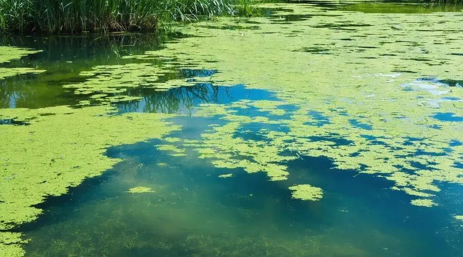 Algae Control for Water Treatment